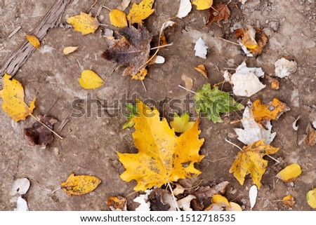 Autumn colorful leaves close up, copy space