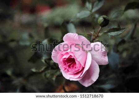 One big pink rose closeup on dark background. Pink rose in the garden in evening after rain. Landscape design. Care of garden roses shrubs. Autumn roses