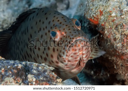 Grouper hiding among the corals. Underwater macro photography.
