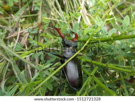 Beautiful stag - beetle animal insect