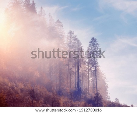Spruce forest with dense fog and sunrays at the dawn. Autumn morning in the mountains.