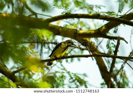 Small Bird Picture. Yellow and Black color bird.