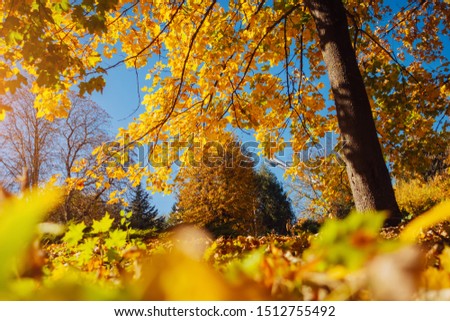 The bottom view of trees in warm light. Location place Ukraine, Europe. Picture of idyllic autumn wallpaper. Majestic and gorgeous day in the park. Soft light effect. Discover the beauty of earth.