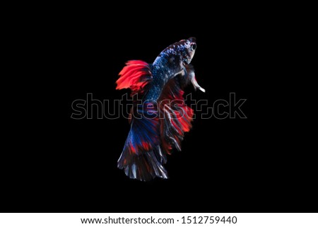 Colorful fancy beautiful Siamese fighting fish long tail and fin swimming on black background.