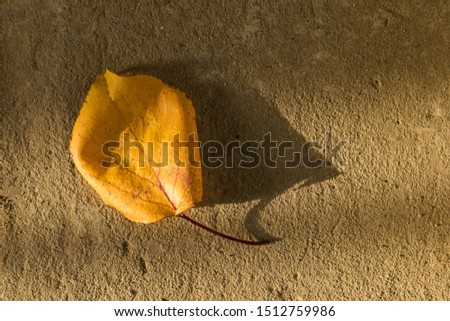 A yellow leaf of a tree lies on a brown cement and concrete surface under the rays of the autumn sun