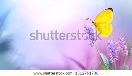 Yellow butterfly close-up macro on wild meadow purple flowers in spring summer on a beautiful soft blurred blue pink violet background. Gentle artistic image of nature, copy space.