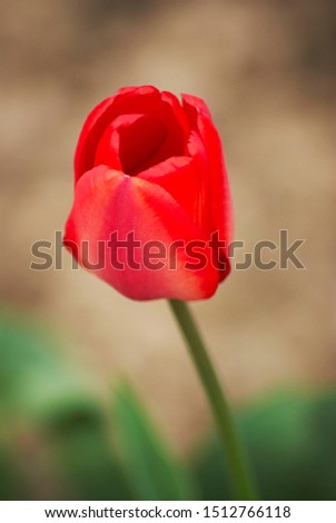 One red tulip. Beautiful flower on a blurry background.