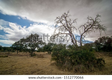 long exposure tree with clouds