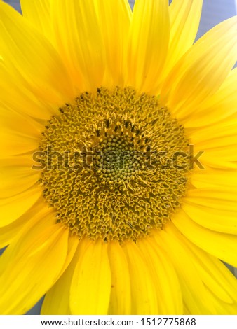 Yellow Sunflower with Green leafs