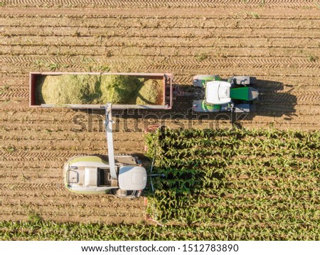 Aerial view of Combine harvests corn on the field -  Machines harvesting corn in the field. Aerial Agriculture drone shot.