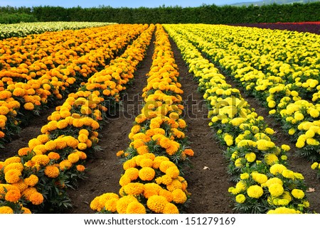 Marigolds (Tagetes) field in Tomita farm, Furano, Japan