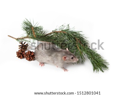 A charming dambo rat next to a pine branch and cones on a white isolated background. Cute pet. New Year card. Symbol of 2020. Chinese New Year.
