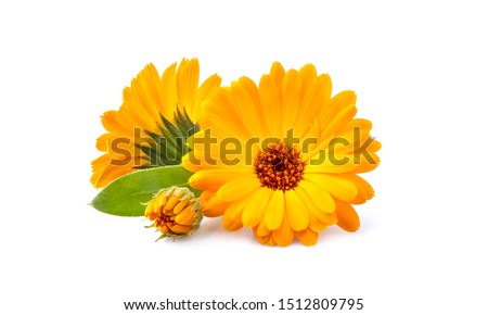 Calendula. Flowers with leaves isolated on white Royalty-Free Stock Photo #1512809795