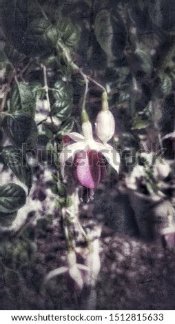 Wonderful fuchsia at the garden. Artistically edited photography.