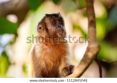 Portrait of a Hooded Capuchin  looking up in a tree defocused background, Lagoa das Araras, Bom Jardim, Mato Grosso, Brazil