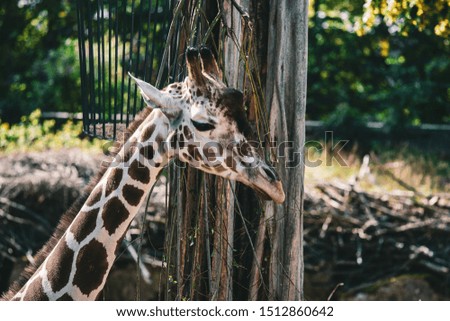 Portrait of a giraffe posing