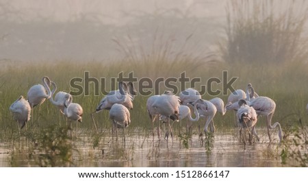 Group of Greater Flamingo bird standing on water body in search of food