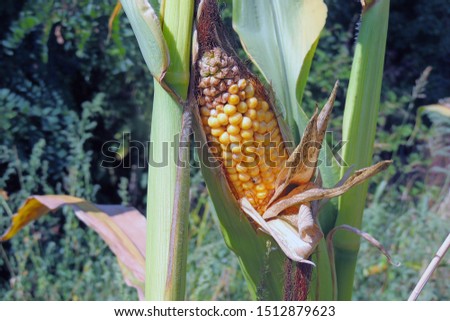 a front selective focus picture of organic young corn at agriculture field.