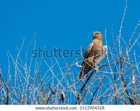 Falcon sitting on bough in Namibia