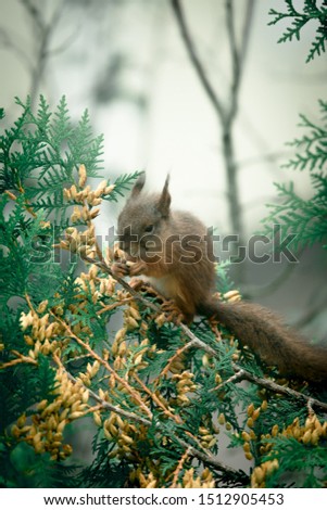 Cute squirrel climbing a tree to find food in autumn, Vantaa Finland 