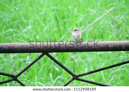 A spotted flycatcher sitting on a rusty metal fence, green grass in the background