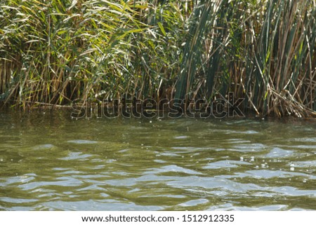The reeds in the autumn lake of September 