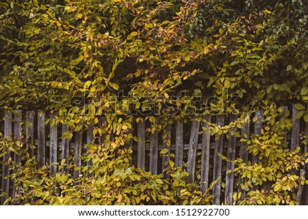 Old wooden fence with yellow bushes. Place fo text. Royalty-Free Stock Photo #1512922700