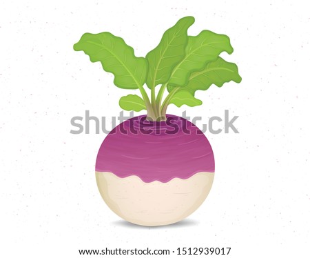 Vector Turnip vegetable illustration on white background Royalty-Free Stock Photo #1512939017