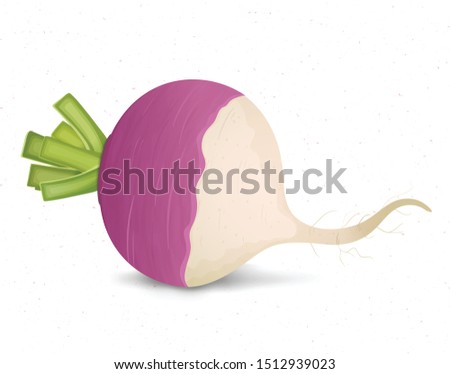 Turnip Vegetable vector illustration isolated on white background Royalty-Free Stock Photo #1512939023