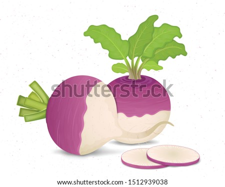 Turnip Vegetable vector illustration with Green leaves and round slices of turnip vegetable Royalty-Free Stock Photo #1512939038