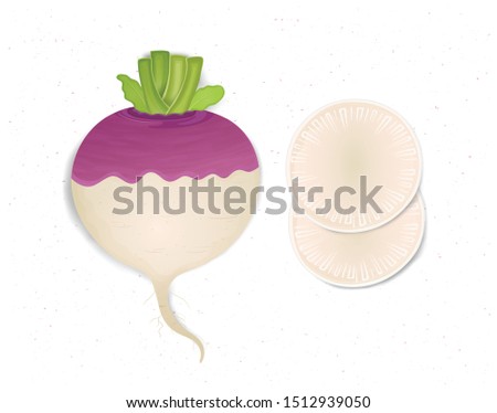 Turnip Vegetable vector illustration with turnip round slices from the top view Royalty-Free Stock Photo #1512939050