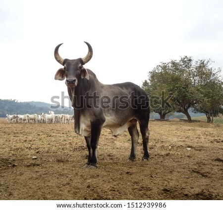 Black colored bull of breed GUZERÁ on the farm during one morning. Royalty-Free Stock Photo #1512939986