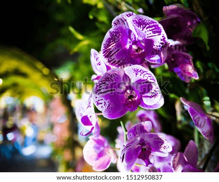 Small flowers with purple and white. In the orchid family blooms in the garden.The Orchid are a diverse and widespread family of flowering plants with blooms that are often colourful and fragrant.