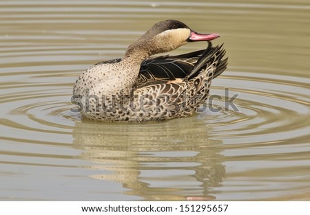 Red Billed Teal - Wild Game Bird Background from Africa - Tip of tail feather groom