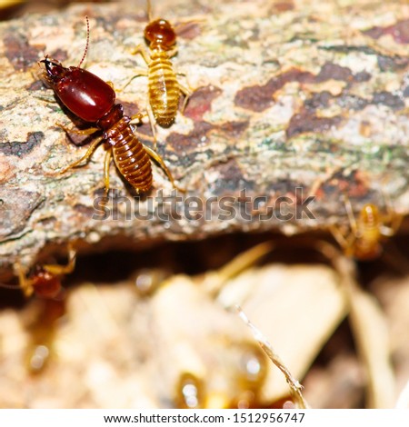 Termite pictures looking for food on the wooden floor,Wood destruction.