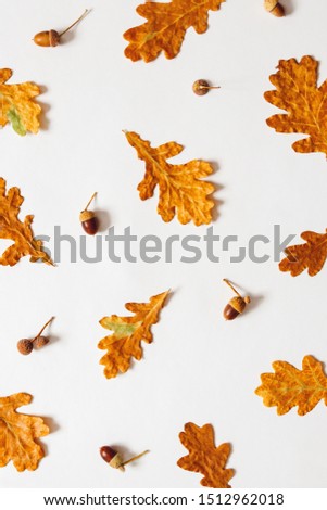Autumn Background.Acorns and oak leaves on a white background
