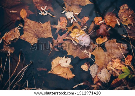 Leaves in the dark Lake