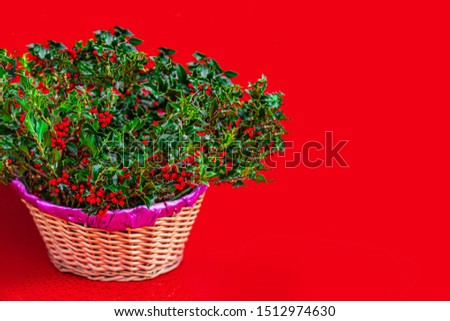 Christmas Holly with Red Berries on a Xmas market.  Traditional Xmas symbol. Holly branches closed up