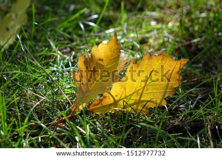   autumn leaves lie in the grass                             