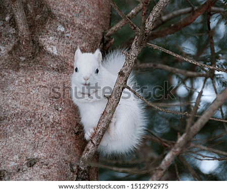 Albino Squirrel sitting on a tree branch in the forest a close up showing its beautiful body, head, red eyes, pink ears and enjoying its surrounding and environment. 
