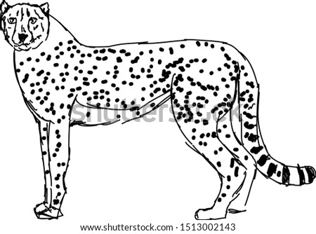 Cheetah drawing, illustration, vector on white background.