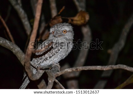 Frog mouth tawny owl on a branch