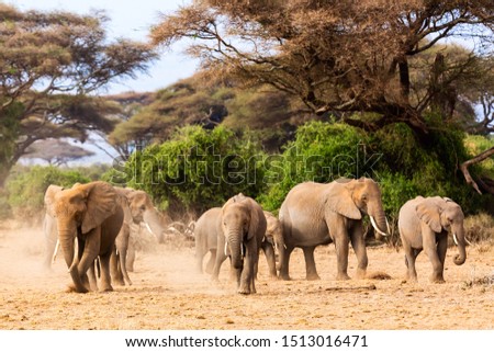 African elephants in Amboseli National Park. Kenya, Africa. Royalty-Free Stock Photo #1513016471