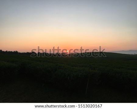Sunrise behind mountain in the morning with dark tea tree garden in the field.