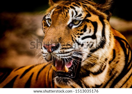Asian tiger in tropical forest
