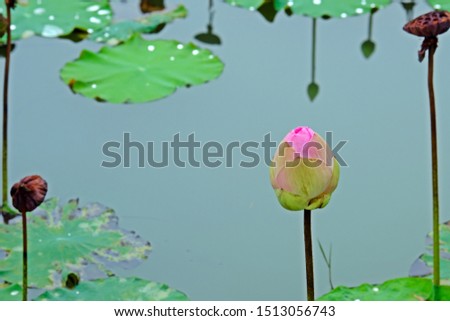 Pink Indian Lotus (Sacred Lotus, Bean of India) in the pond.