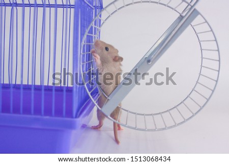 Rat on the background of the cage and wheels. Mouse with toys. Decorative cargo closeup.