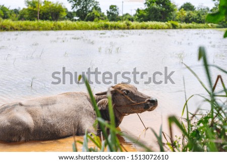 The buffalo is swimming in order to cool off