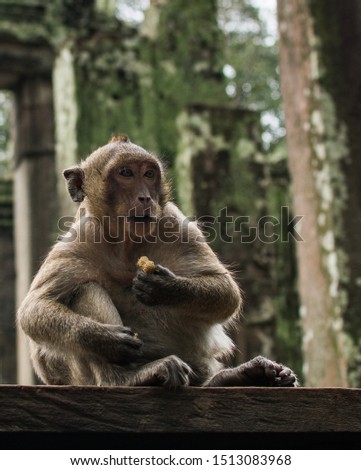 A picture of monkey eating peanuts in the ruins of temples in Angkor