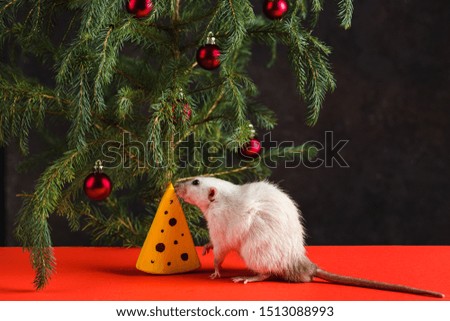 Happy New Year 2020. Christmas composition with a real rat, symbol of the year. Rat at the Christmas tree with toys and artificial cheese